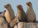 Spring Workshop 2015 005 : Animal, California, Elkhorn Slough, Harbor Seal, LOCATION, LOCATION & SUBJECT KEYWORDS, Monterey Bay, North America, SUBJECT, USA